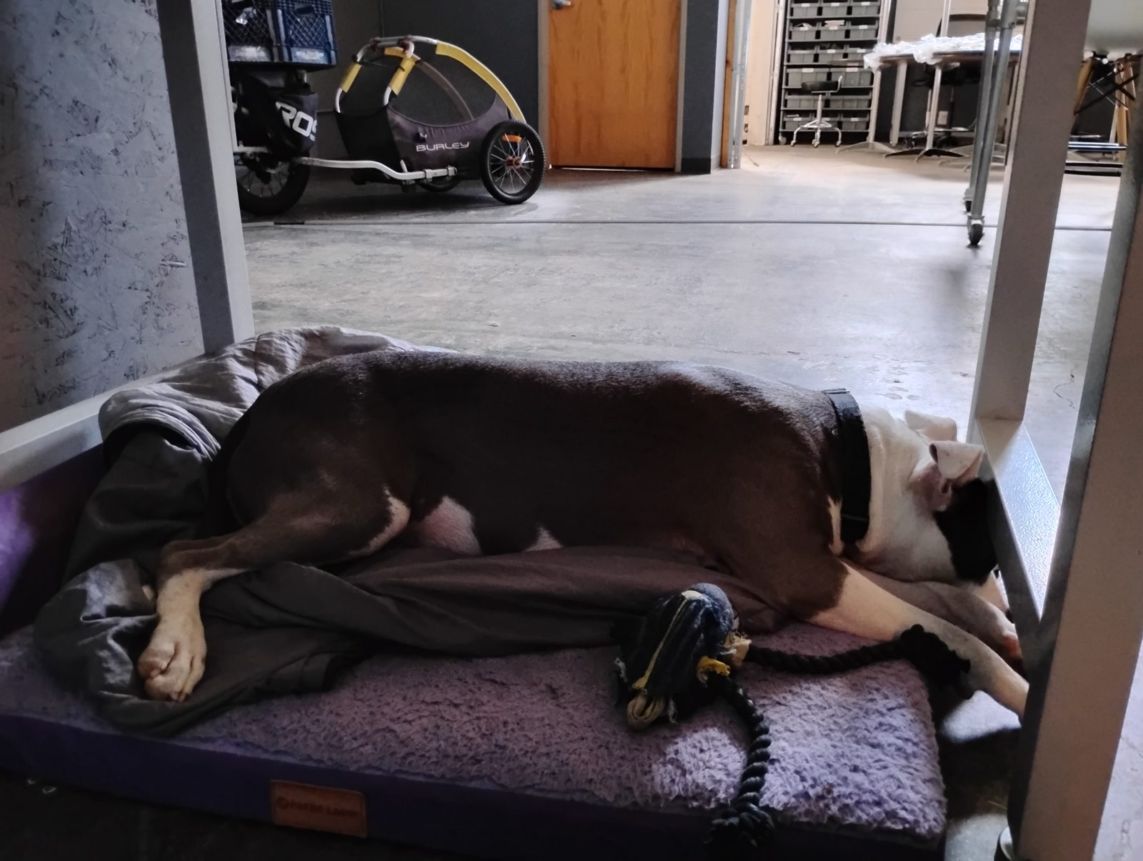 Unity stretched out asleep on her bed, her bike trailer parked in the background.