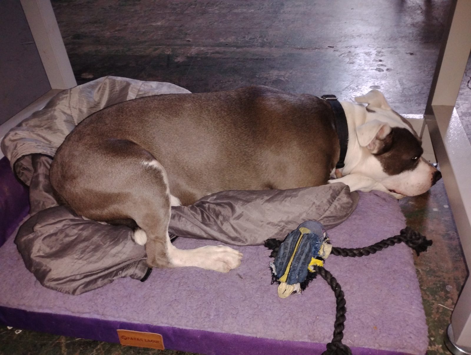 Unity curled up asleep on her purple bed with her rope toy beside her.