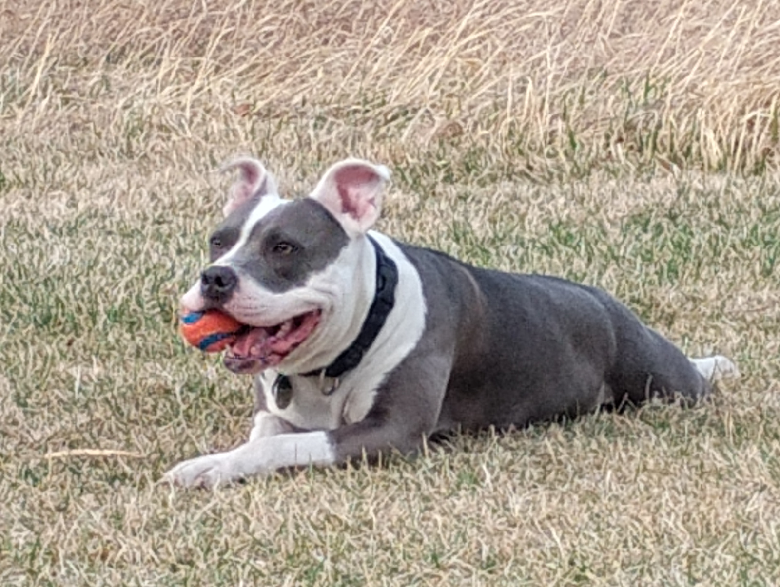 Unity-Rose lying in grass holding an orange ball, ears perked.