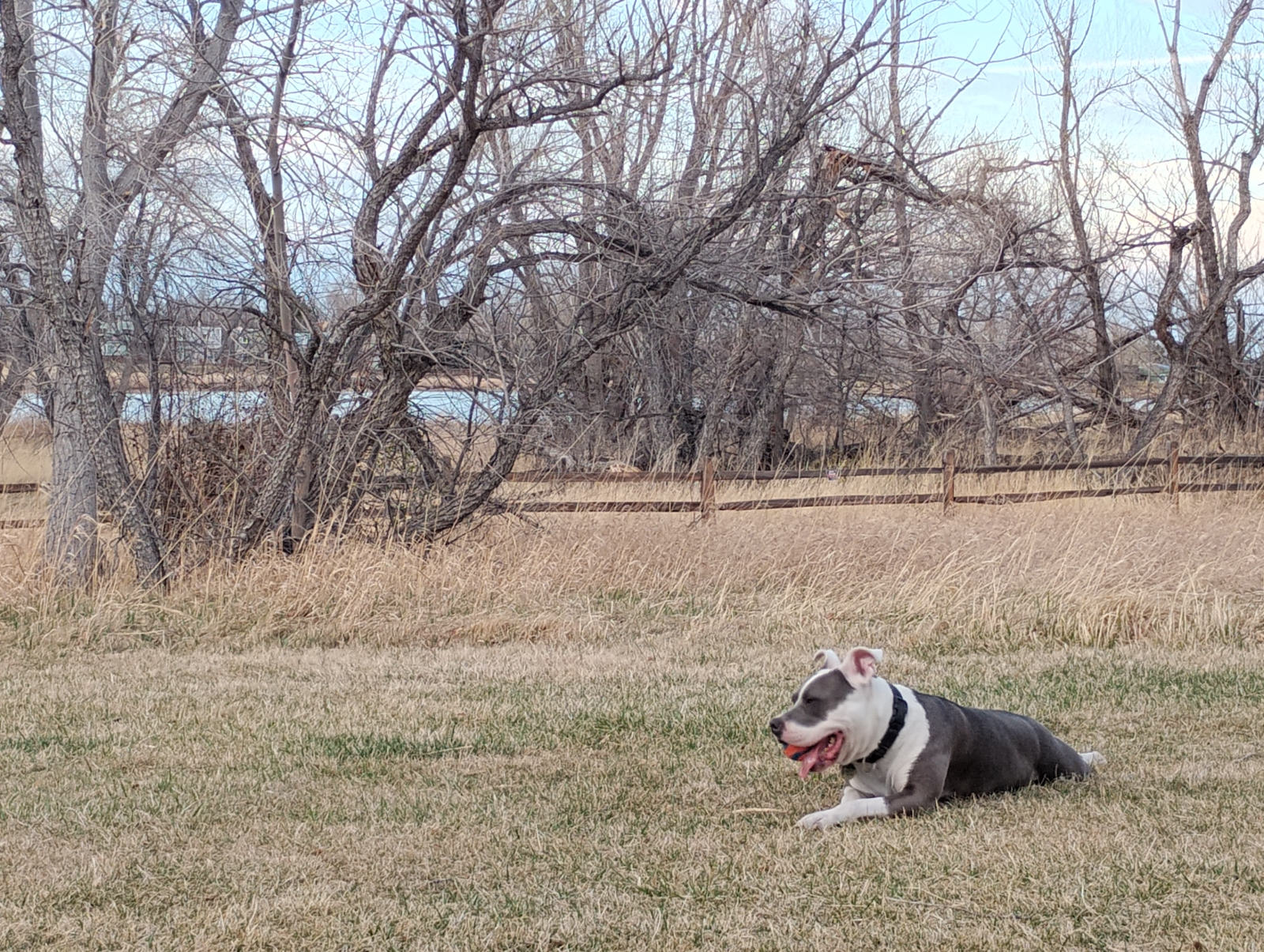 Unity-Rose, a blue-and-white pit bull, resting in a sunlit field.